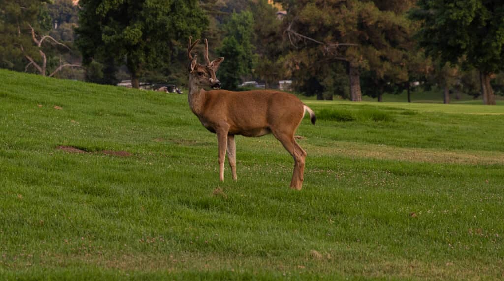 Deer at Marshall Canyon Golf Course